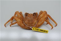 藏品(近親盾牌蟹)的圖片